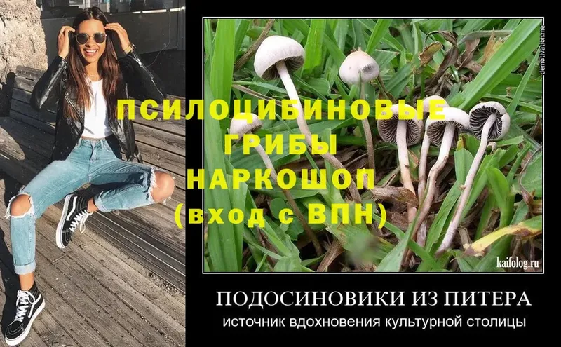 Галлюциногенные грибы Psilocybe  blacksprut онион  Заинск 